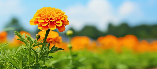 On a lovely day a stunning marigold blossom thrives in the garden - obrazy, fototapety, plakaty