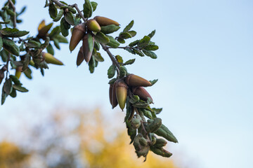 Coast Live Oak (Quercus agrifolia) seeds close-up on a tree branch. Oak tree acorn close-up at...