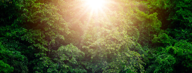 Sunlight shines on the dark green forest, ready for growth. The rich natural ecosystem of the rainforest concept on natural forest conservation and reforestation. - obrazy, fototapety, plakaty