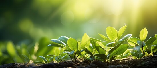 A closeup view of a young green leaf in a garden with a blurred background of greenery in the summertime sunlight The scene captures the natural landscape of green plants