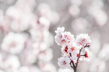 	満開になった梅の花