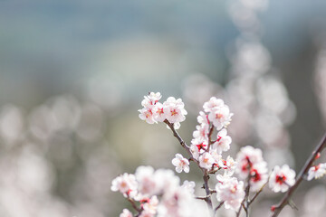 キラキラ輝く梅の花