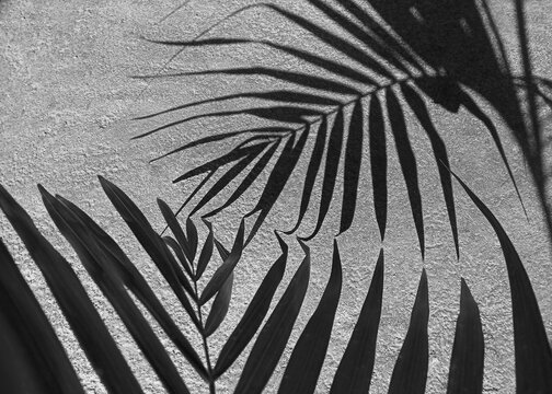 Black and white image of light and shadow of leaves, darkness and light. Palm leaf shape and cement floor