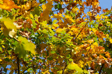 Maple leaves in autumn