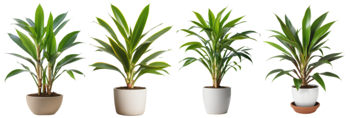 Collection of plants in a pot