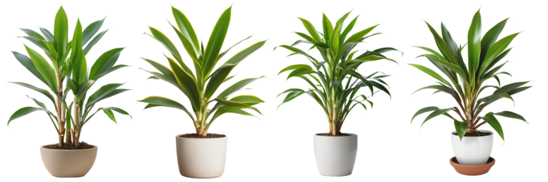 Collection of plants in a pot