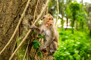 Naklejka na ściany i meble Monkeys in nature in the jungle of Thailand. A flock of monkeys in the trees. Wildlife scene with wild animals.