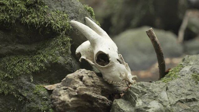 Lamb skull on the rocks