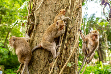 Monkeys in nature in the jungle of Thailand. A flock of monkeys in the trees. Wildlife scene with wild animals.