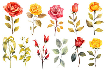 water colored rose flowers on isolated transparent background