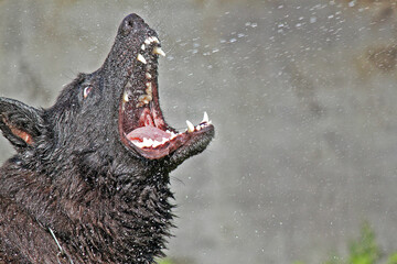 The dog, bathing in hot weather