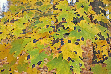 Rhytisma acerinum fungus on maple leaf