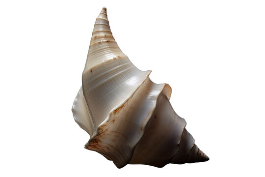 white counch shell on isolated transparent background