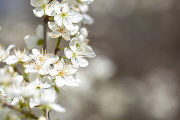 White flowers bloom in the trees. Spring landscape with blooming sakura tree. Beautiful blooming garden on a sunny day. Copy space for text.