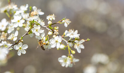 Bee on a flower of the white cherry blossoms. White flowers bloom in the trees. Spring landscape with blooming sakura tree. Beautiful blooming garden on a sunny day. Copy space for text.