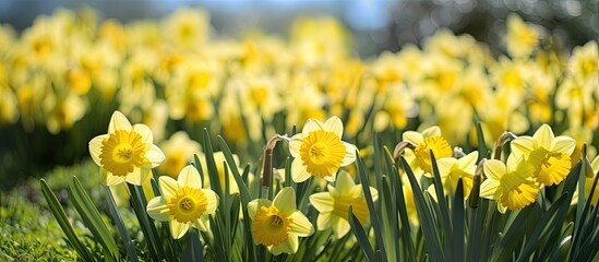Obraz premium A vast number of bright yellow narcissus blossoms flourishing beneath the warm rays of spring