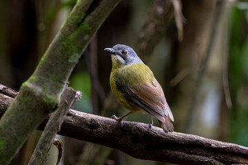 Green backed robin in Arfak mountains in West Papua, Indonesia.