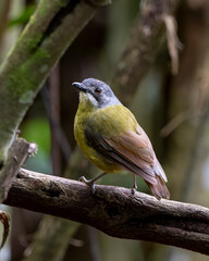 Green backed robin in Arfak mountains in West Papua, Indonesia.