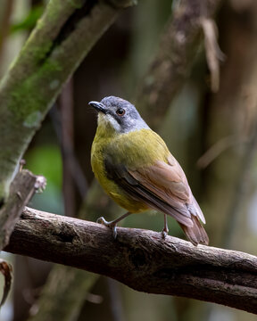 Green backed robin in Arfak mountains in West Papua, Indonesia.