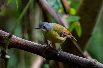 Green backed robin in Arfak mountains in West Papua, Indonesia.