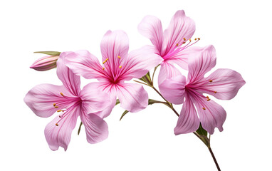 Meadow Marvels The Enchanting Epilobium Blossoms on White or PNG Transparent Background.