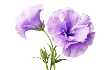 Naklejka premium Purple morning glory flowers illustration, delicate floral botanical clipart PNG, romantic spring bloom for invitations isolated on Transparent Background