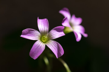 Nice flowers under the shining sun decorating a garden
