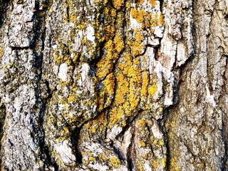 bark of a tree