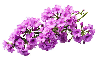 Sea Lavender Splendor Embracing the Limonium Flower on White or PNG Transparent Background.