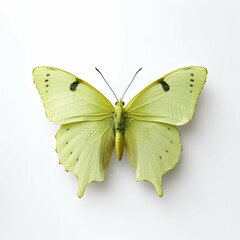 Fototapeta premium AI generated illustration of a brimstone butterfly on a white background