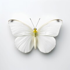 Fototapeta na wymiar AI generated illustration of a cabbage white butterfly on a white background