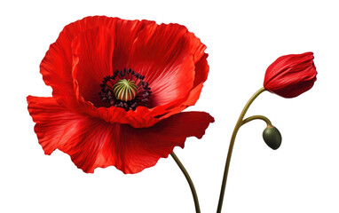 Floral Elegance Celebrating the Charm of Poppy Flowers on White or PNG Transparent Background.