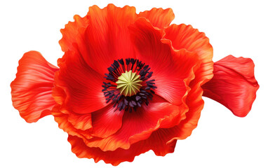 Vivid Blooms The Allure of Colorful Poppy Flowers on White or PNG Transparent Background.