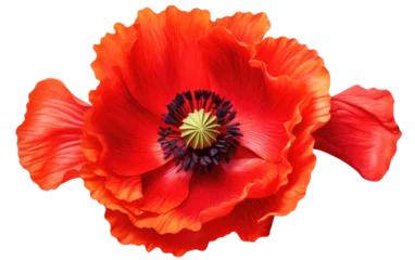 Papier Peint photo Rouge 2 Vivid Blooms The Allure of Colorful Poppy Flowers on White or PNG Transparent Background.