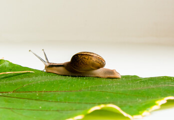 Snail crawling on a green leaf on a white background closeup - Powered by Adobe