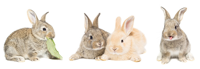 gray and red rabbit on a white background