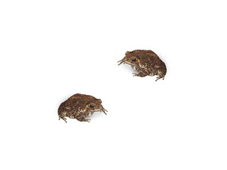 toad  PNG transparent