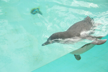Humboldt penguin swims in blue clear water.