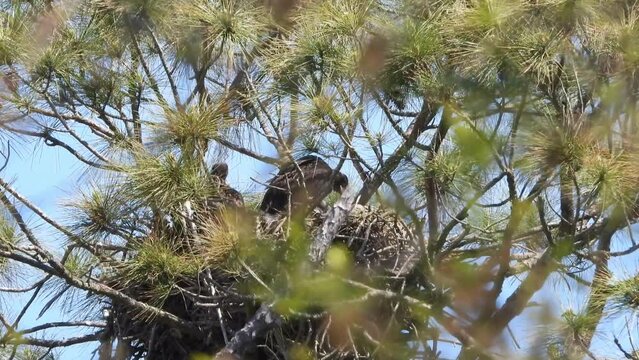 Young eaglets perched on a net on a windy day