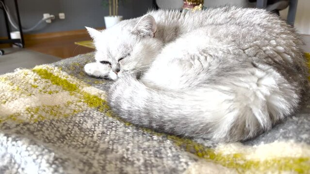 Persian cat peacefully yawning while sleeping on the sofa