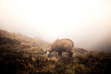 Chamois wild goat in the mountains of Vosges France in a field with misty fog in the background