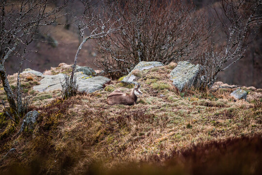 Chamois wild goat in the mountains of Vosges France in a field with cliffs and rocks scenery in the background