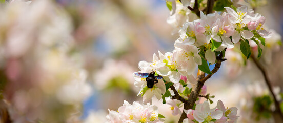 Blue bumblebee on a blossoming sakura tree. Beautiful spring landscape of wild nature.
