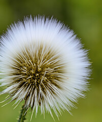 White fluffy seed head of eight thousand seeds of Annual Sow thistle
