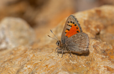 little orange butterfly on the stone, Eversmann’s Hairstreak, Tomares callimachus