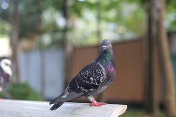 A close look at a blue pigeon as it rests on a park bench