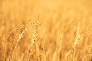 Wheat field on a sunny day. Grain farming, ears of wheat close-up. Agriculture, growing food products.