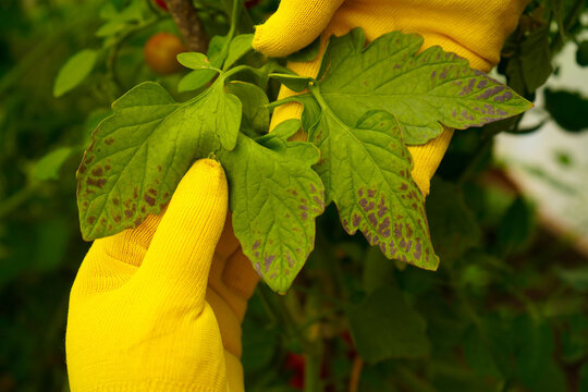 A close-up of a farmer's hands in yellow gloves, examining tomato leaves damaged by bacterial spotting. Problems of agriculture
