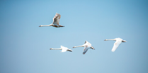 Flying swans in the blue sky. Waterfowl at the nesting site. A flock of swans walks on a blue lake.