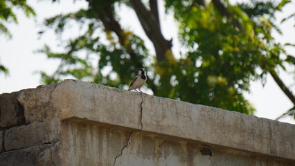 sparrow tree